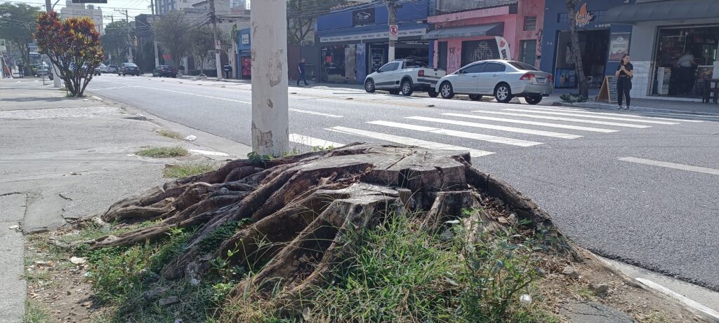 Sobraram as raízes