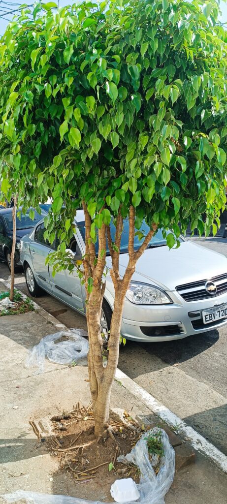 Calçadas podem ser mais verdes e acessíveis