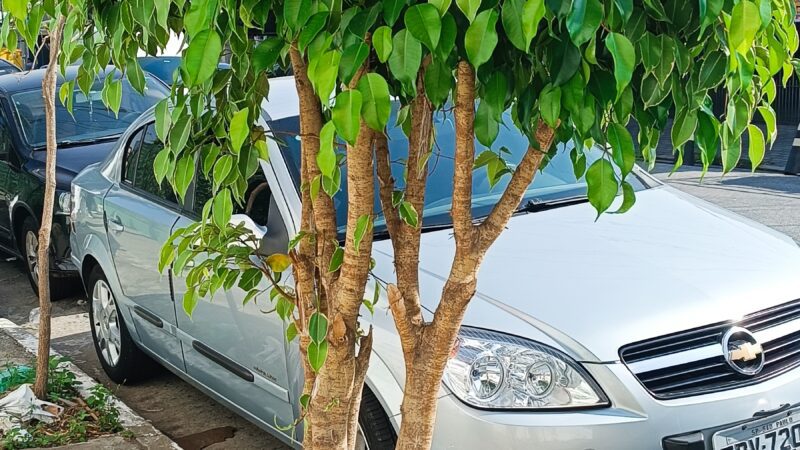 Calçadas podem ser mais verdes e acessíveis