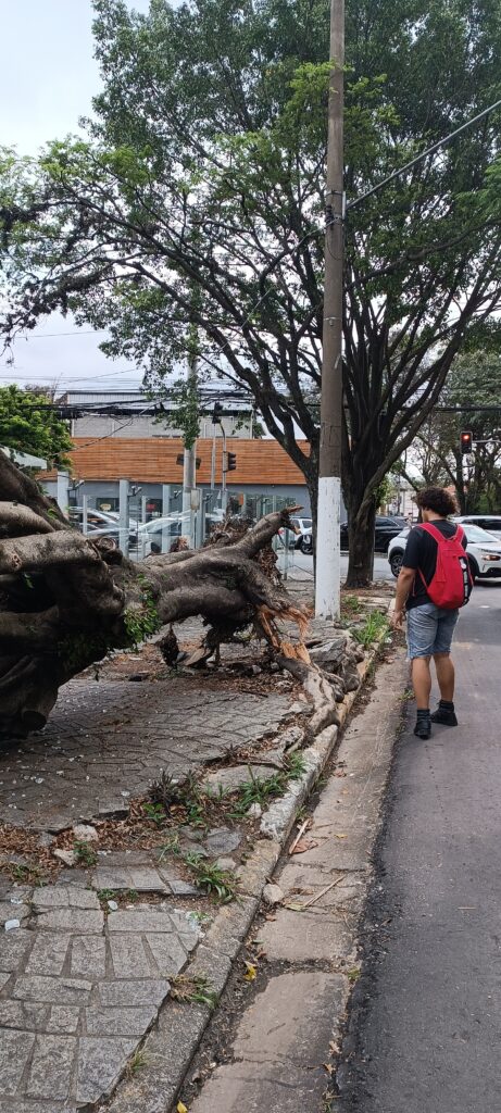 Subprefeitura Lapa está defasada na reposição das árvores