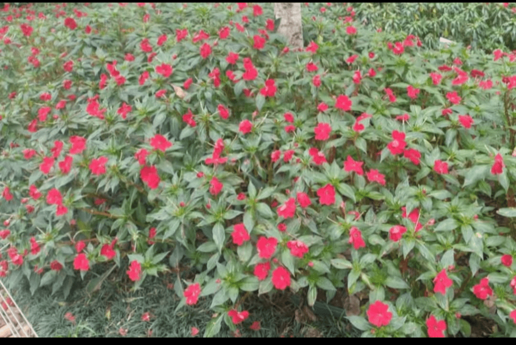 Encontros com a Leopoldina que floresce