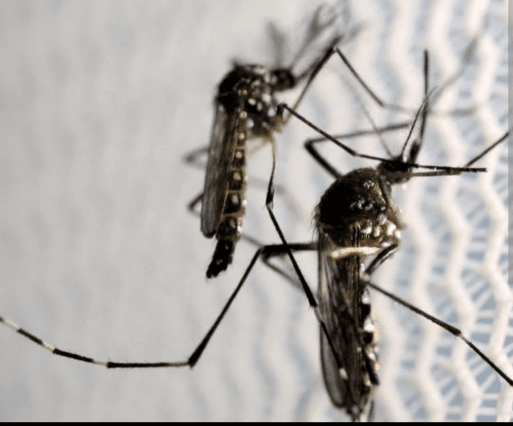 Dengue: prevenção ganha corpo na Leopoldina