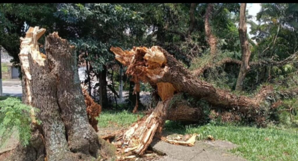 Chuvas de verão e o impcato no verde
