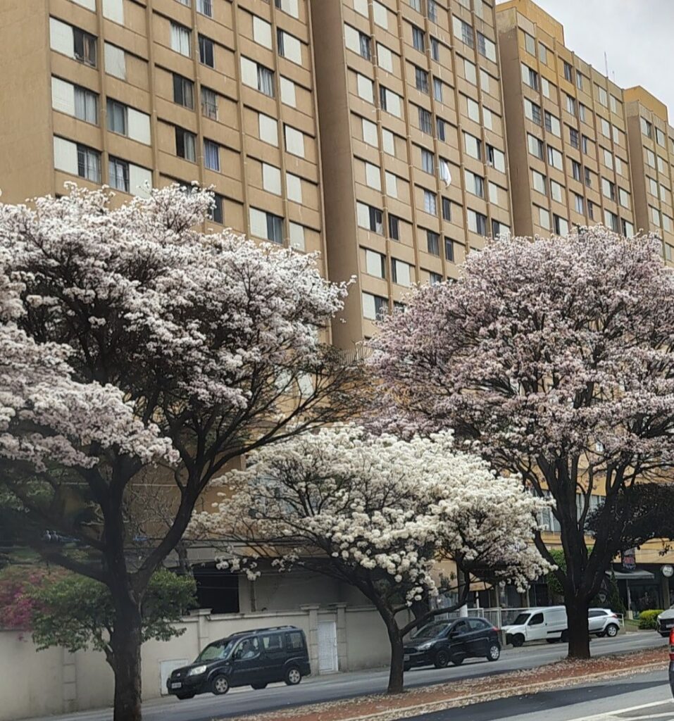 Não é Leopoldina, mas vale o registro dessa foto na Lapa de Baixo.