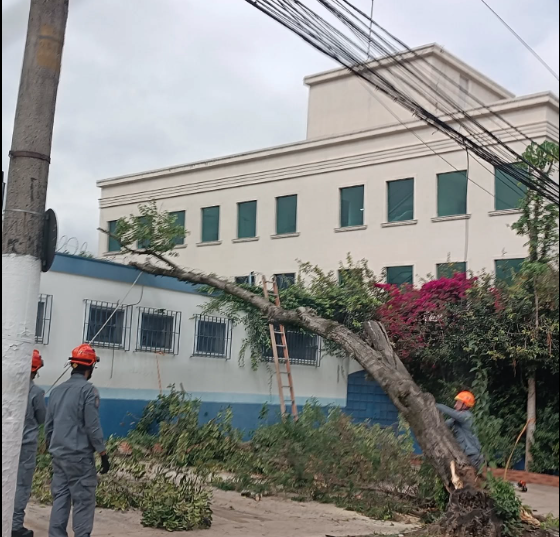 Lapa perde árvores na tempestade de Primavera