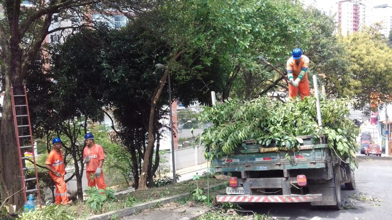 Subprefeitura divulga balanço do manejo verde