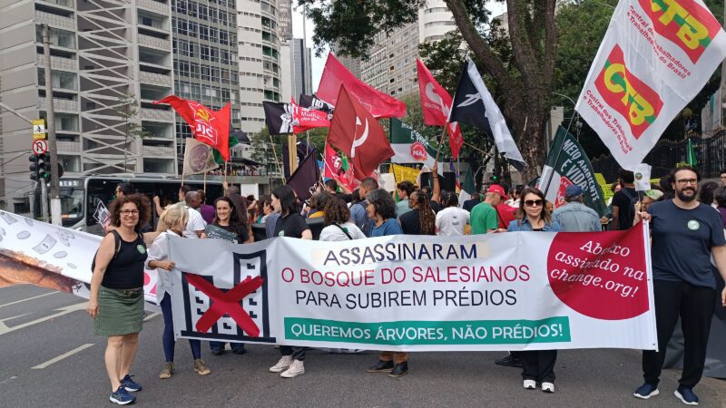 Árvores caem, ativistas se levantam